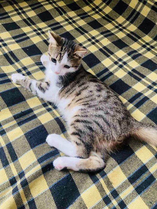 Тигровий котик шукає теплий дім