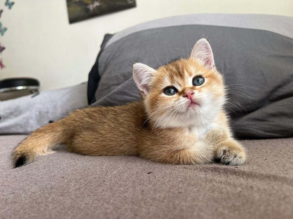 Британська золота Шиншила Котик