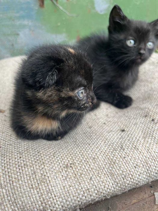 Отдам котенка в добрые руки