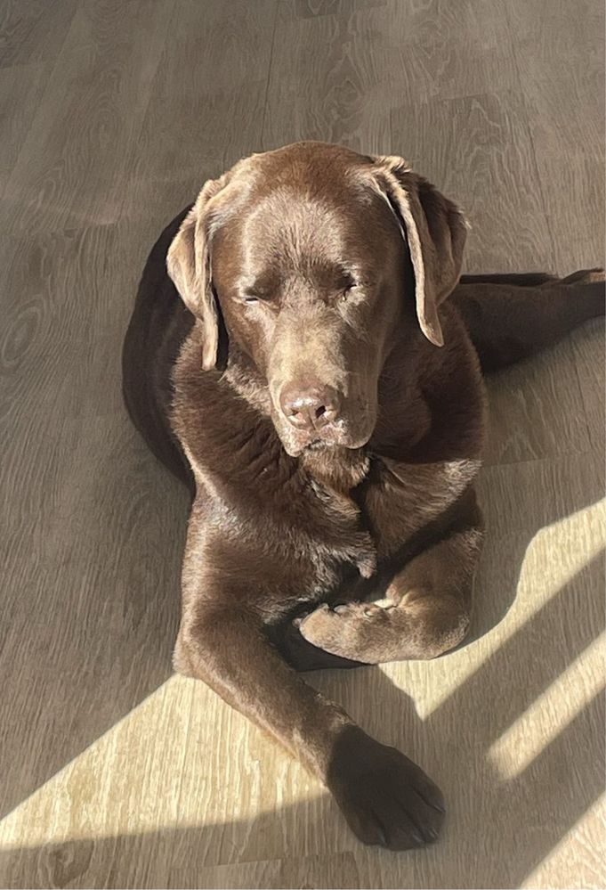 Oddam Suke Labrador Retriever Czekoladową