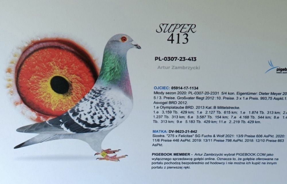 Gołąb M.Ankus x A.Zambrzycki Super Pochodzenie. "Top"
