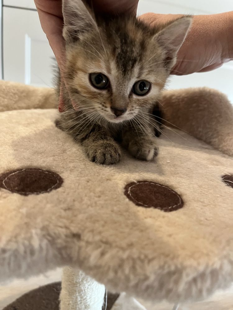 Lila koteczka do adopcji