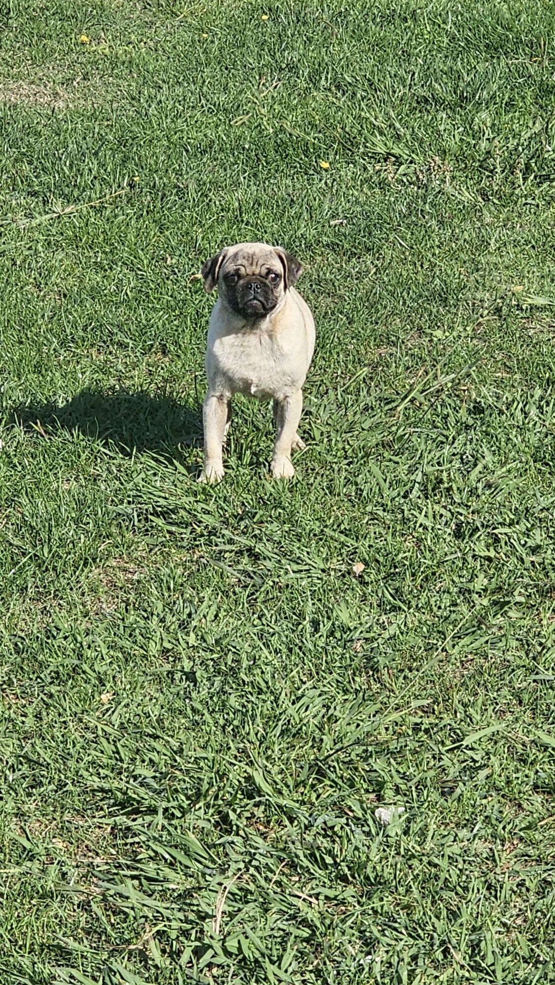 Pug Carlin Macho