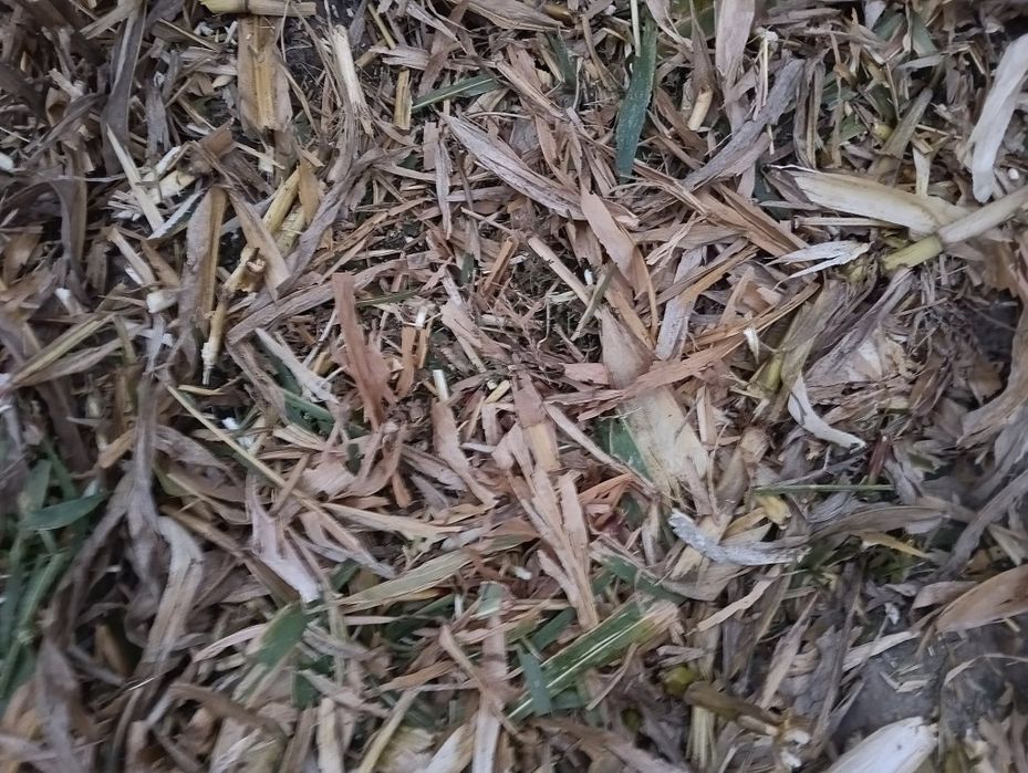 Zbiór, koszenie kukurydzy na ziarno