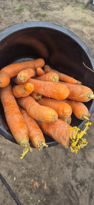 Marchew myta opasowa/paszowa/odpadowa