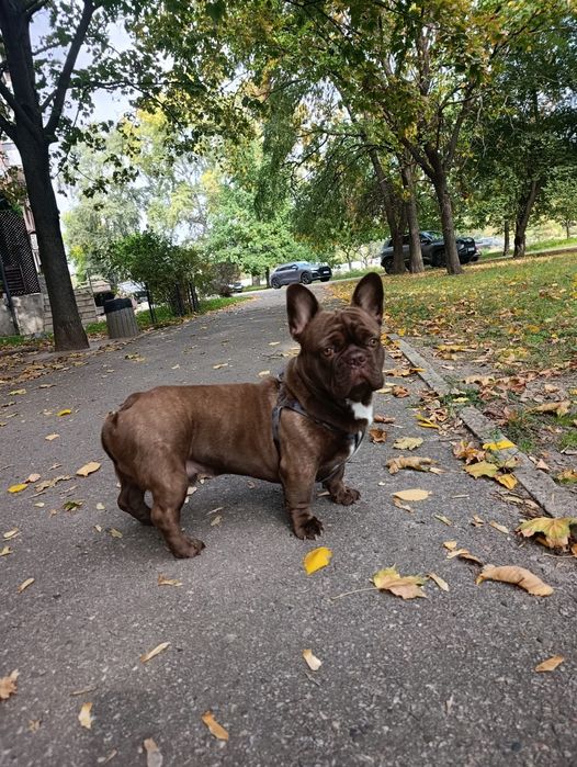 Вязка французький бульдог