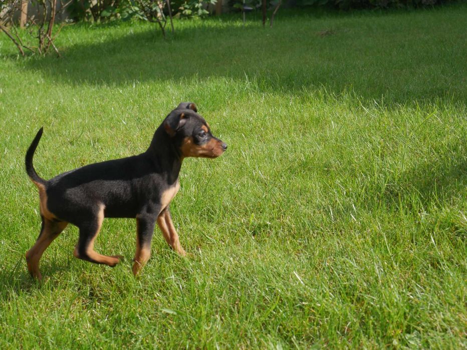 Pinczer Miniaturowy- Ostatni Piesek