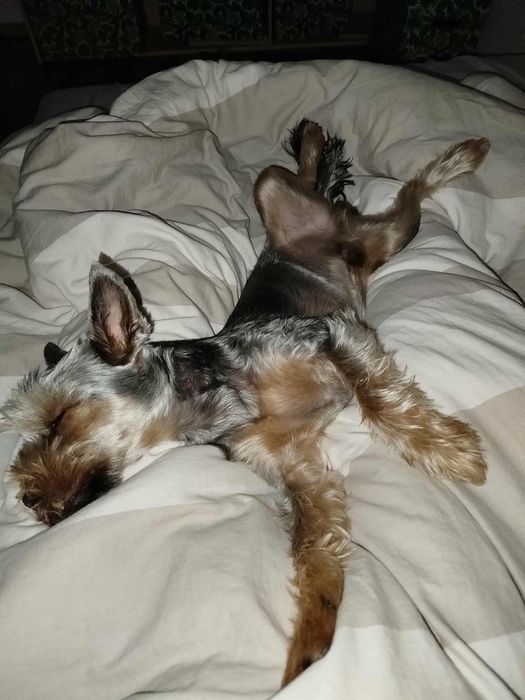 York yorkshire terrier terier pinczer szpic west szkocki border