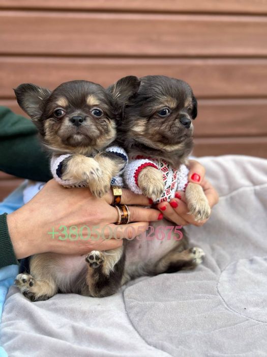 Чихуахуа мальчик мини стандарт длиношерстный