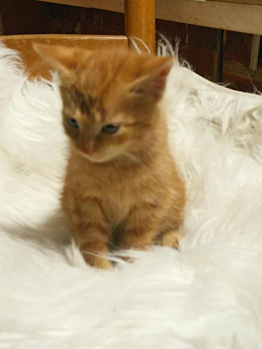 Oddam kotki w dobre rece