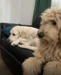 Goldendoodle F1 badania