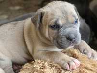 Suczka CANE CORSO po Championach FCI