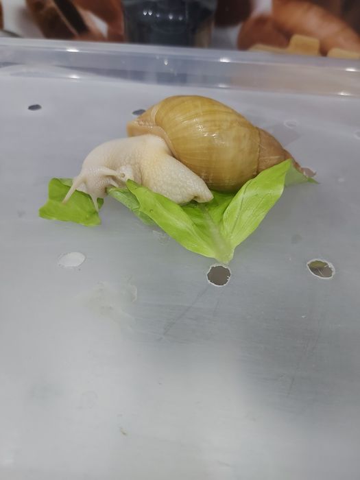 Ślimak afrykański Lissachatina fulica