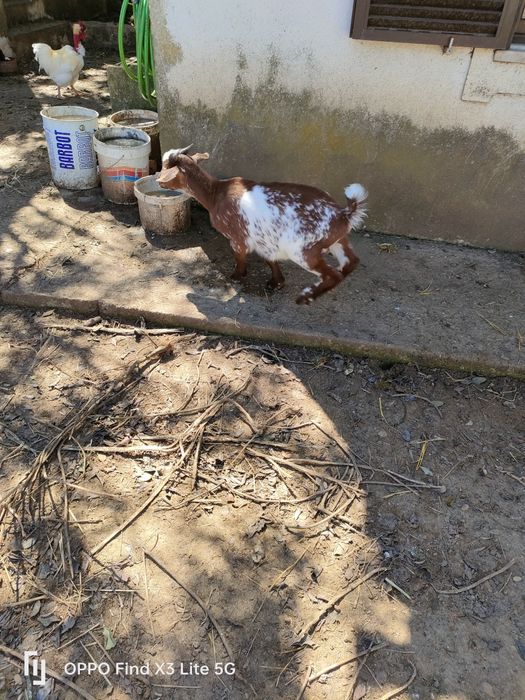 Galinhas,galos,pintos,patacas,perus,gansos e cabra.