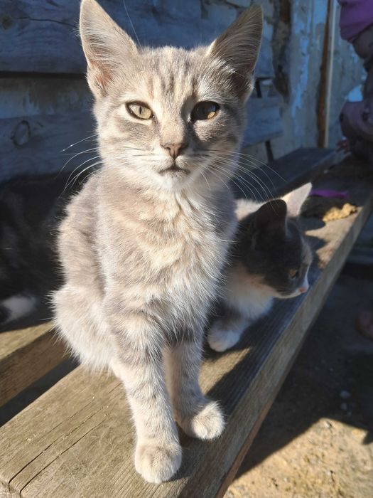 Віддам безкоштовно кошенят