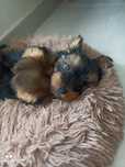 Yorkshire 2meses