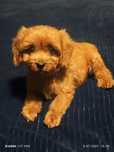 Cavapoo F1 urocza dziewczynka