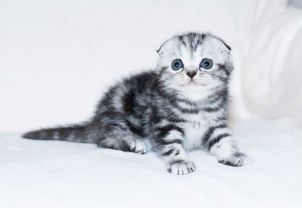 Шотландська висловуха мармурова дівчинка Аманда