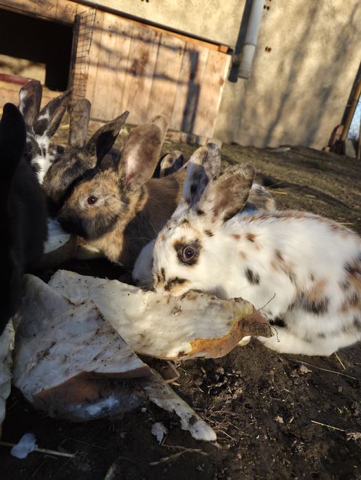 Króliki młode z wiosny