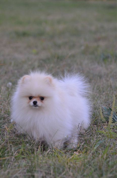 Гарненька крем дівчинка