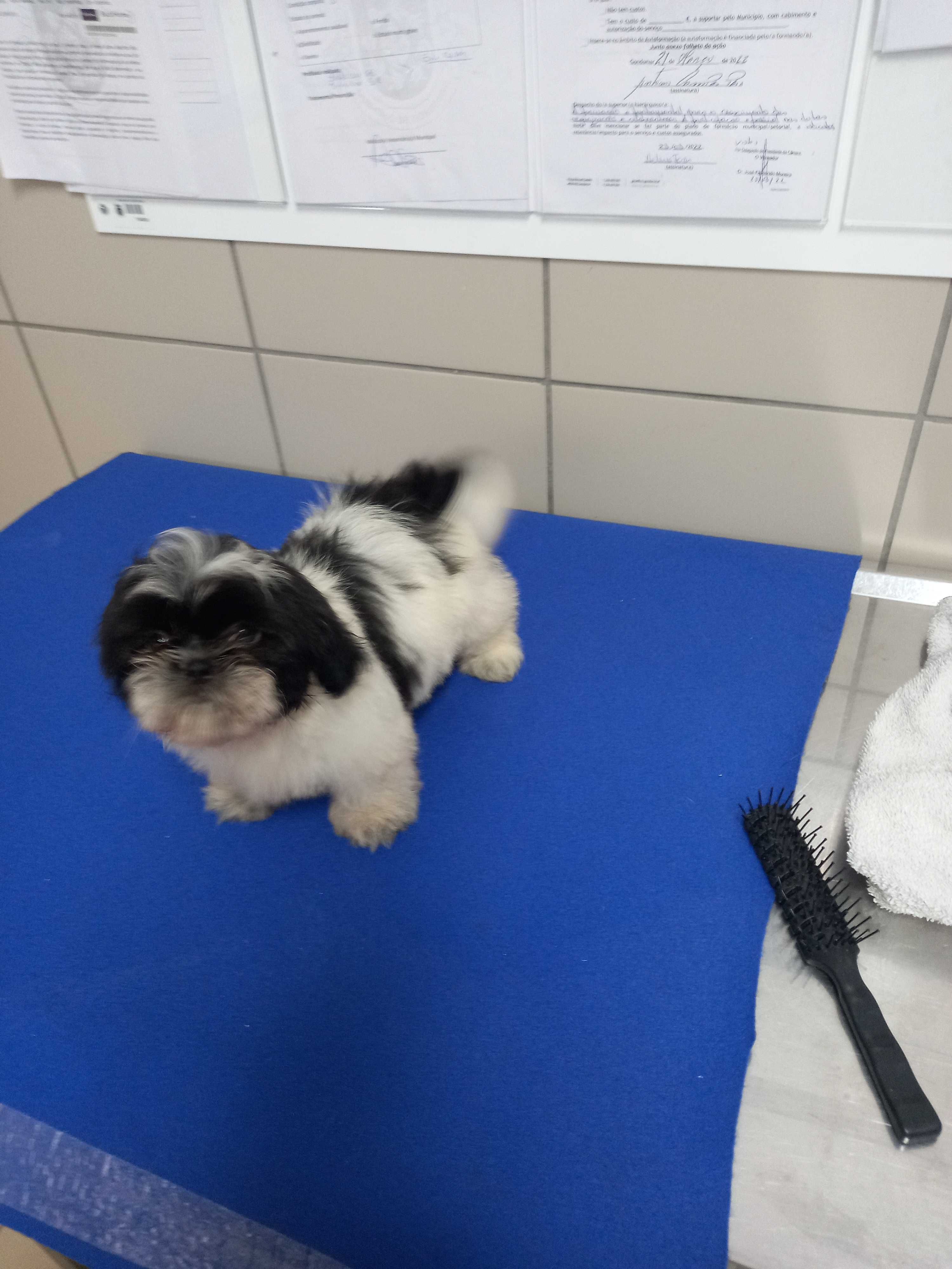 Cachorro Shih-Tzu