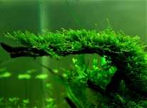 Mech Jawajski Java Moss roślina akwariowa rośliny akwariowe