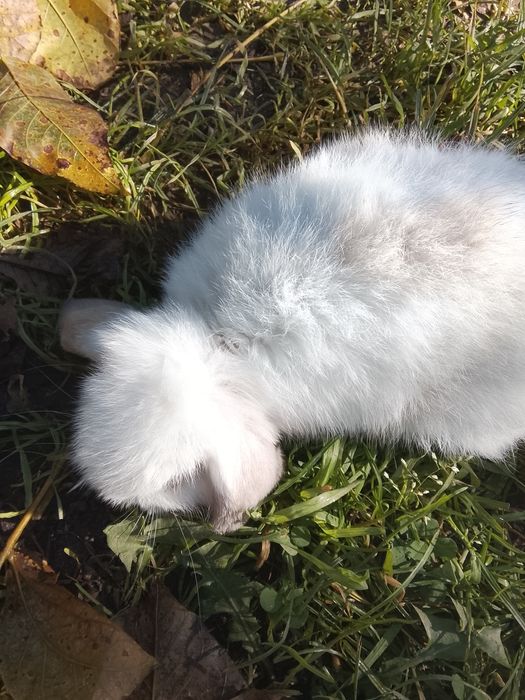 Królik miniaturowy mini lop