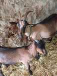 Vendo cabras para reduzir o rebanho