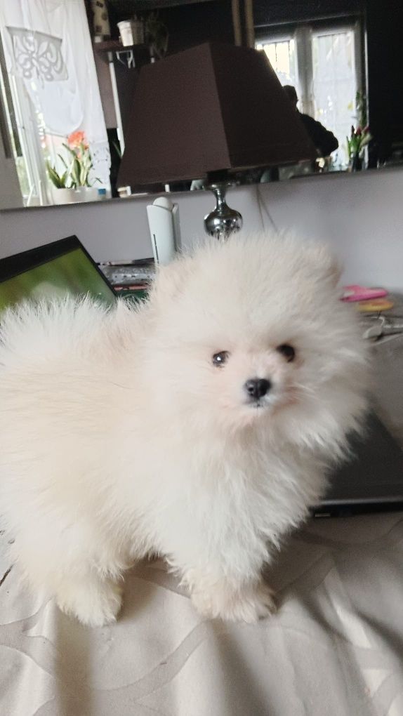 Dwa ostatnie szpic miniaturowy pomeranian