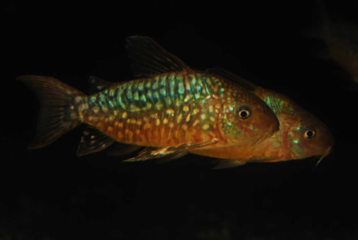 Kirysek Corydoras pantanalensis WF Brazylia RARYTAS!!!