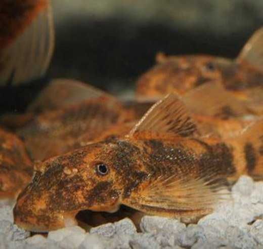 Ancistrus Sp. CALICO tzw LDA 16 zbrojnik glonojad