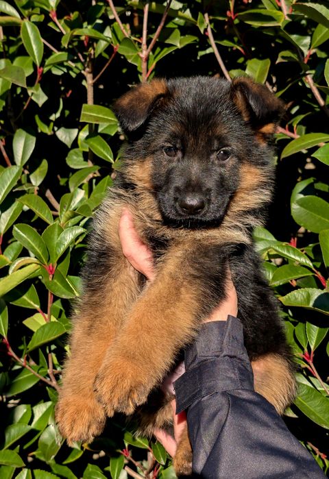 Super Cachorro Disponível