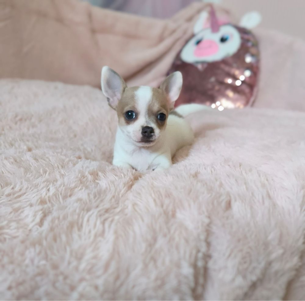 Suczka krótkowłosa Chihuahua