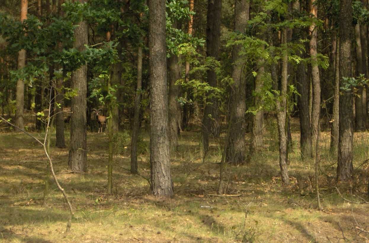 Teren inwestycyjny rekreacyjny 15,5 ha Masanów woj. wielkopolskie