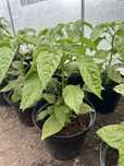 Habanero papryka ostra -krzew