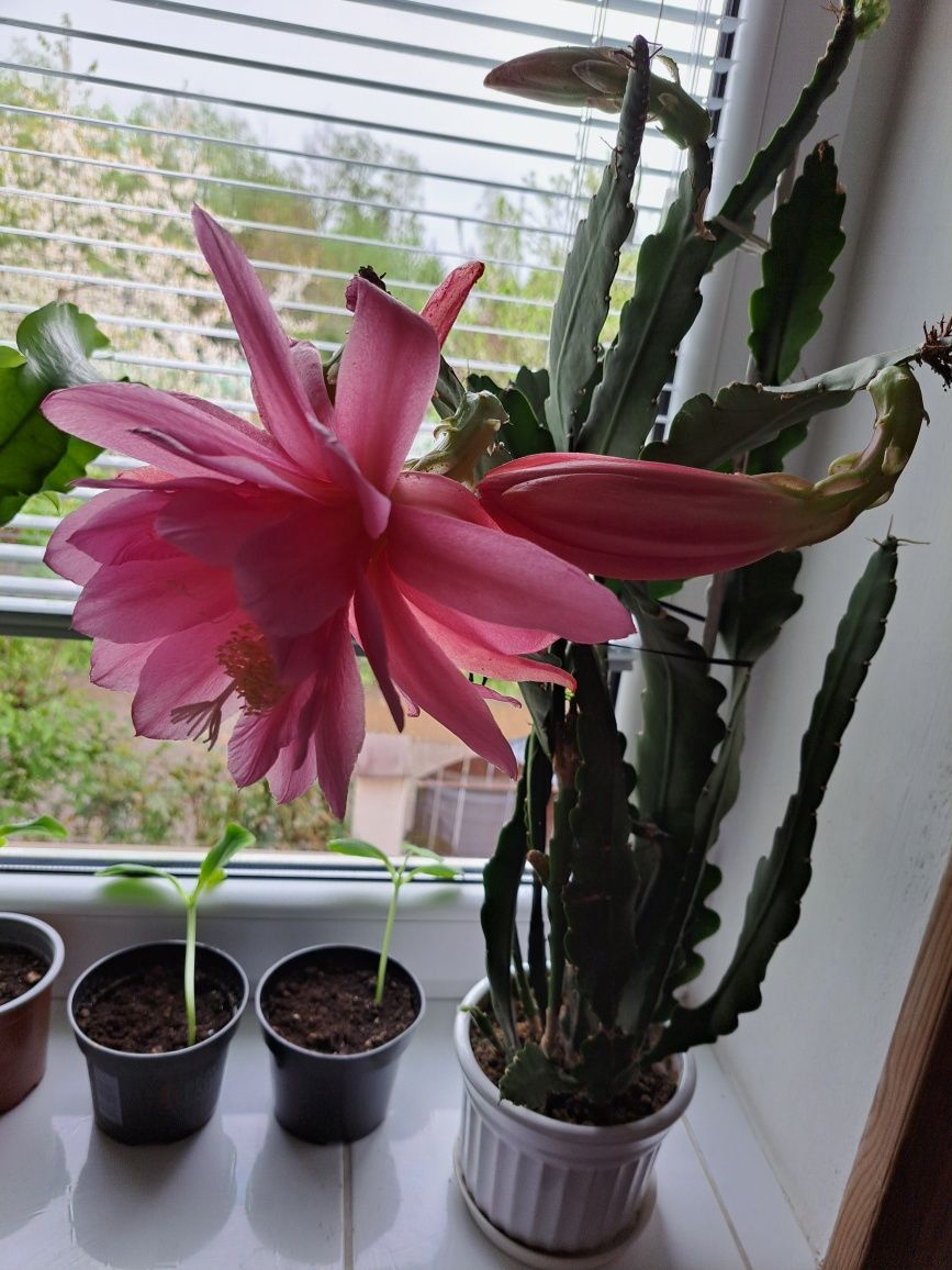 Kaktus kwitnący różowy