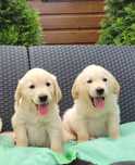 Golden Retriever Kremowo Złoty