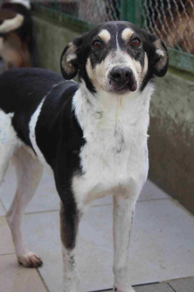 019313 Pancernik  do adopcji