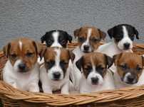Jack Russell Terrier od #S M A R T I E * J A C K S# rodzice FCI/ ZKwP