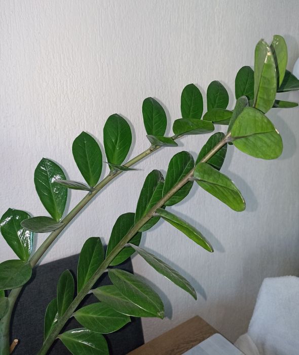 Duży zamiokulkas, 4 dojrzałe łodygi, 110cm, świeżo przesadzony