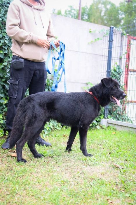 Duży pies do adopcji, Olaf
