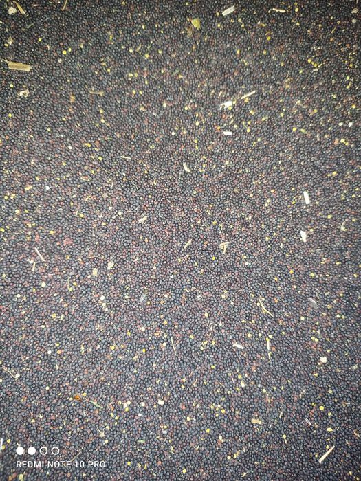 Rzepak idealny na olej