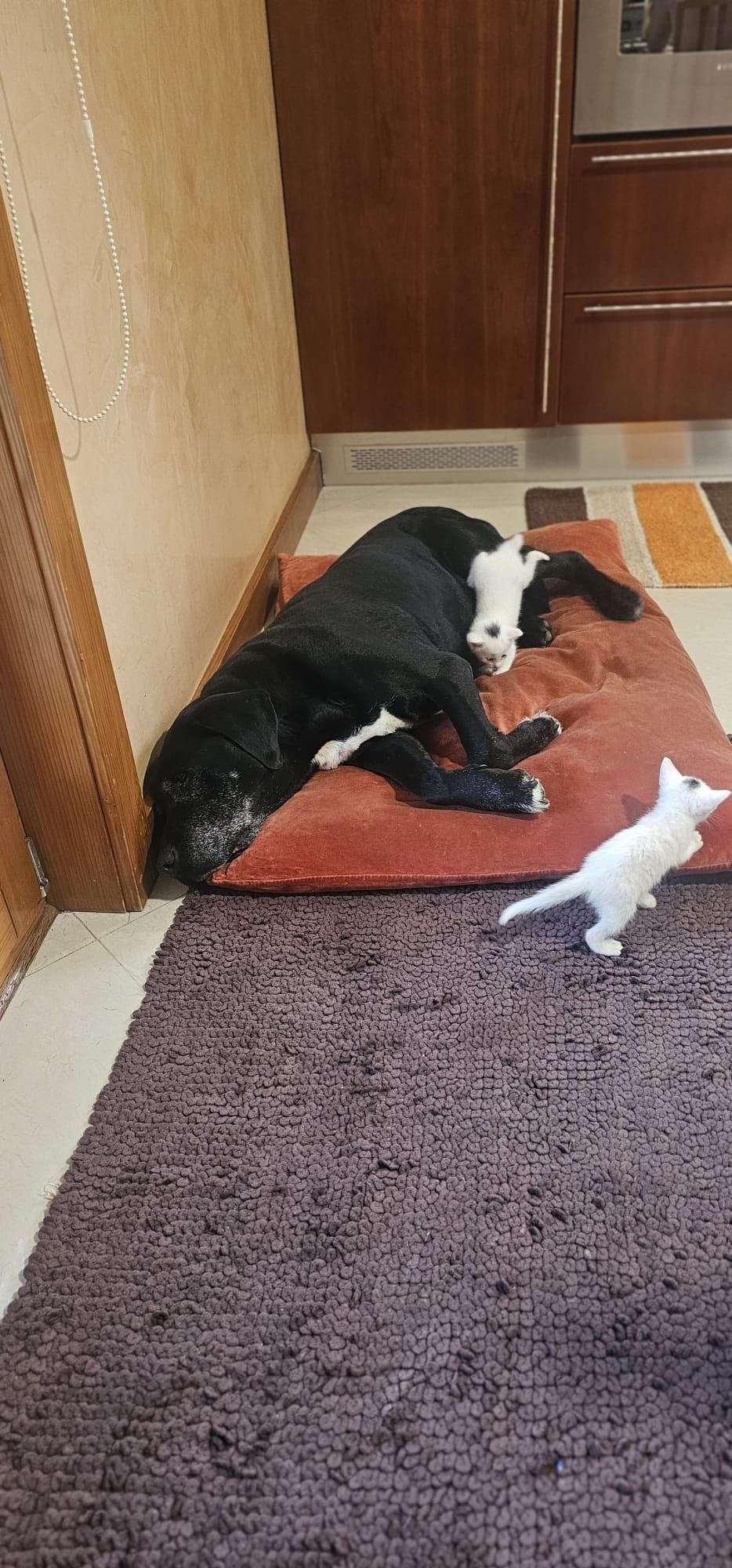 Lindos Gatinhos para Adoção Responsável
