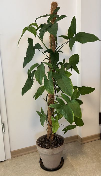 Syngonium podophyllum emerald green cała roślina