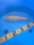 Koi Karashigoi Ginrin 35cm
