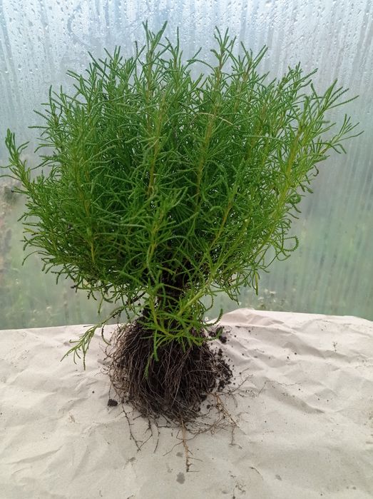 Набір, спеціальна пропозиція