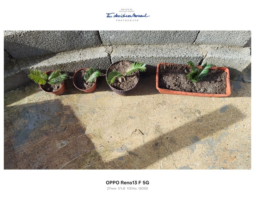 Plantas sicas para venda