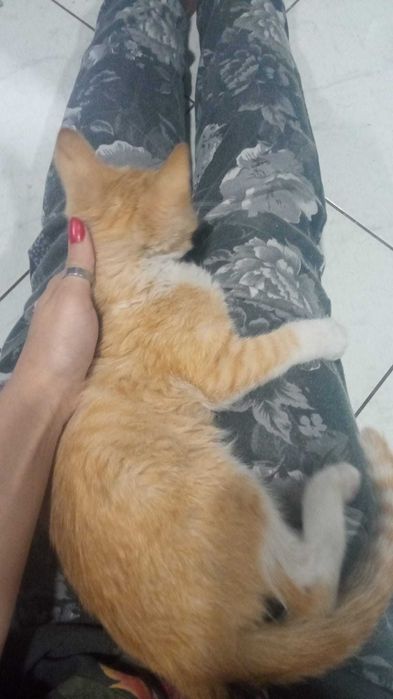 Gatinhos para adotar