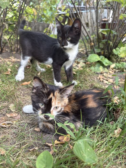 Кошенята шукають своіх котобатьків