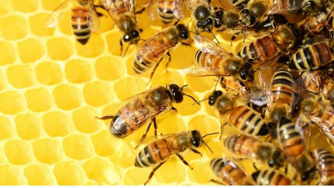 Продам пчелосемьи/ пчелопакеты